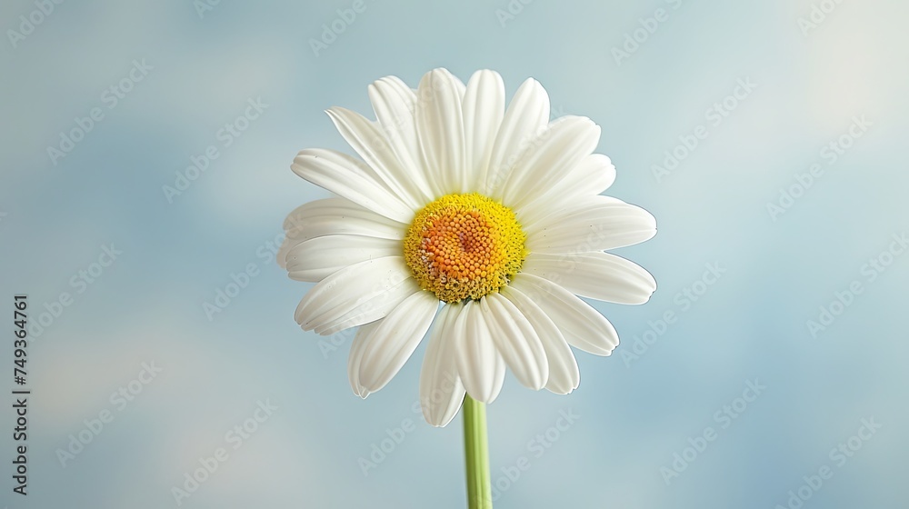 Obraz premium Beautiful white daisy flower on a light background. Close-up.