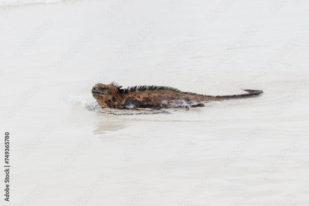 Fototapeta premium Marine iguana walking through shallow water on white sand beach in Galapagos Islands, Ecuador