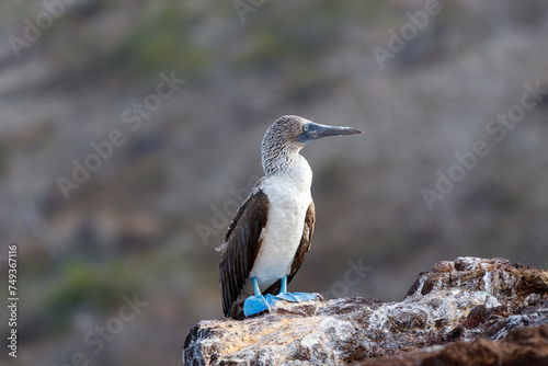 blue footed booby standing on rock seen from the side. galapagos, ecuador