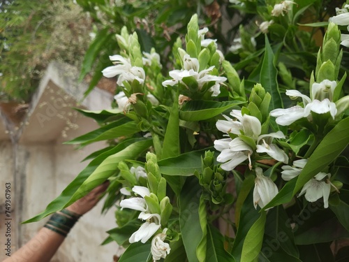 a close up of medicinal adhatoda vasica or adulsa plant with white flowers