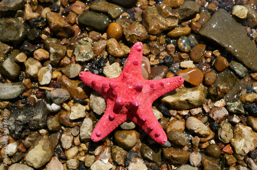 A seashell in the form of a star on the river bank. Vacation at the sea. Vacations in nature. A seashell in the form of a star on the river bank. Vacation at the sea. Vacations in nature.