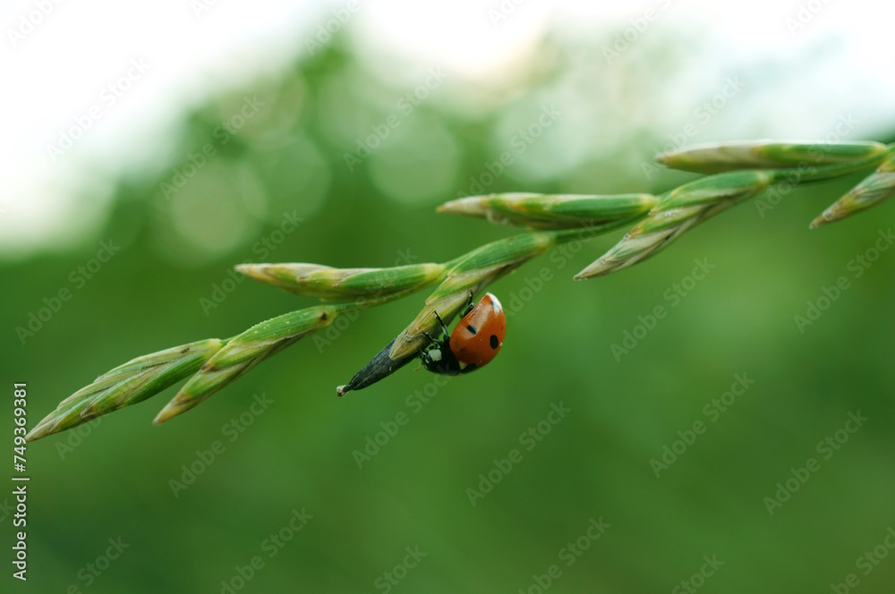 Ladybug on a green background. Insects in nature. Ladybug on a green background. Insects in nature.