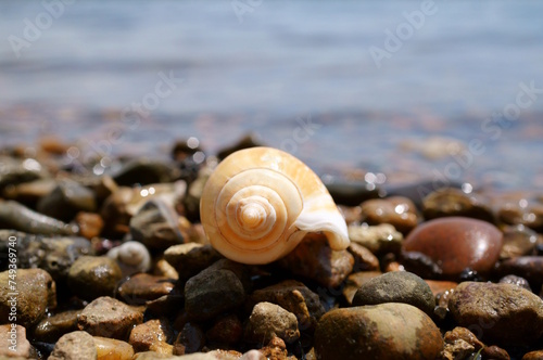 Seashell on the river bank. Vacation at the sea. Vacations in nature.