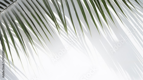 Abstract background of palm leaves, tree branches and leaf shadow on a white wall. Copy space for text, advertising. Template for invitation, greeting, celebration card.