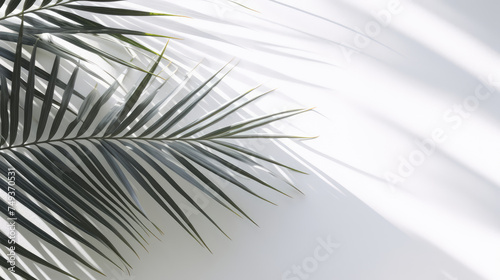 Abstract background of palm leaves, tree branches and leaf shadow on a white wall. Copy space for text, advertising. Template for invitation, greeting, celebration card. 