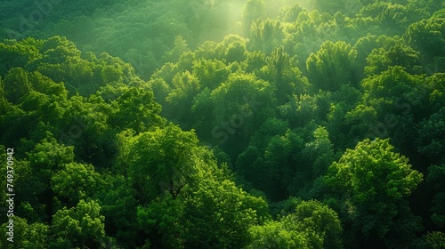 Tropical Evergreen Rain Forest, Rain Forest The nature of various plant species It is complete in terms of ecosystems, biomes, fertile areas, high angle reserved forests, and drone views.Landscape. © Sittipol 
