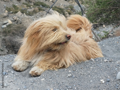 A tibetan terrier dog rests atop rugged rocks, its fur blending with the earth, creating a picturesque scene of tranquility.