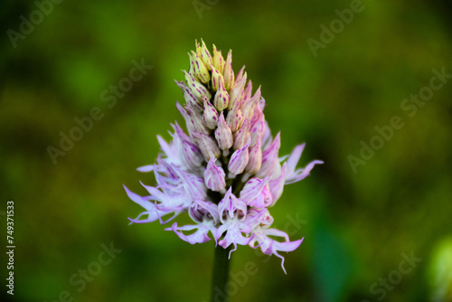 Orchis italica