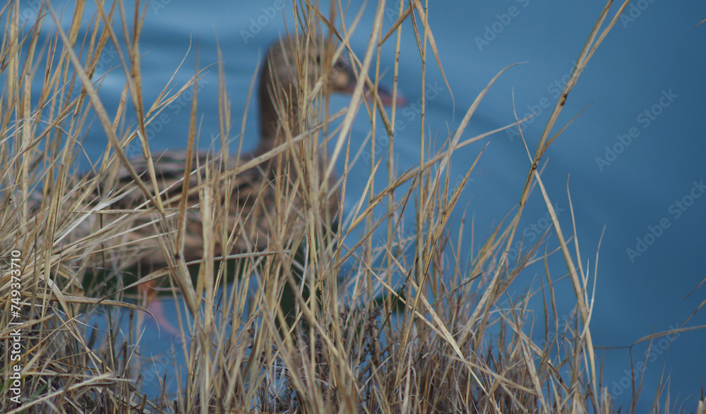 Fototapeta premium Wild ducks swimming in a pond