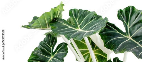 The image shows a detailed view of an Alocasia Amazon Keladi plant, with vibrant green leaves and large white stalks, suitable for adding a touch of nature to home decor. photo