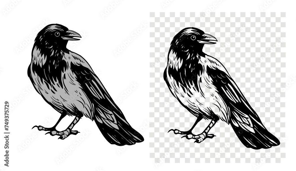 Obraz premium Grey crow, raven, bird, vector sketch illustration, hand drawn, black outline, engraving style