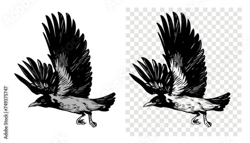 Grey crow, raven, bird, vector sketch illustration, hand drawn, black outline, engraving style photo
