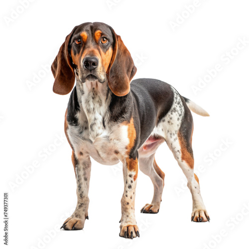 dog isolated white background © titima157