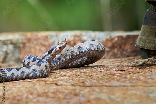 Nose-Horned Viper male preparing to strike (Vipera ammodytes) photo