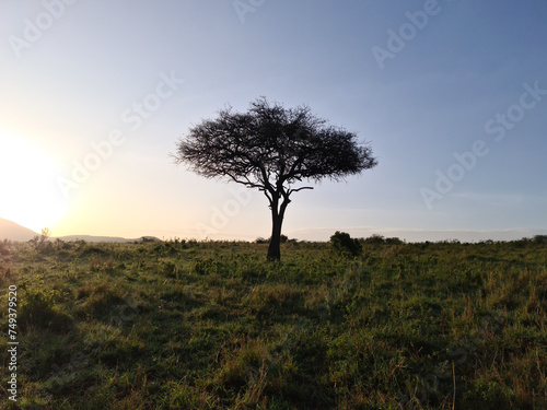 Typical African trees in the savannah of the Masai Mara Park in Kenya.