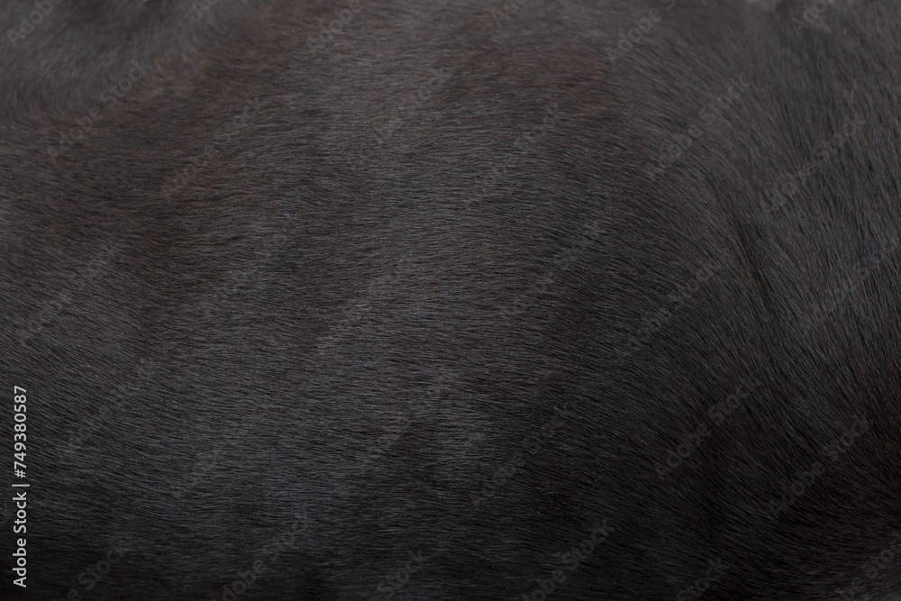 Dog fur texture for background. - obrazy, fototapety, plakaty 