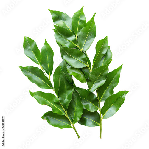 Curry Leaves, transparent background, isolated image, generative AI