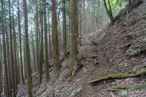 Trail between Yakeyama and Hirugatake, Tanzawa area photo