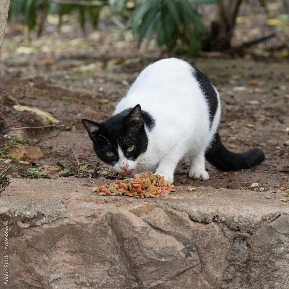 Street Cat Feeding in Jerusalem Street Cat Feeding in Jerusalem