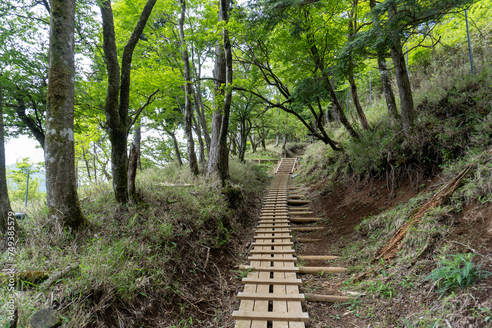 Obraz premium Trail between Yakeyama and Hirugatake, Tanzawa area
