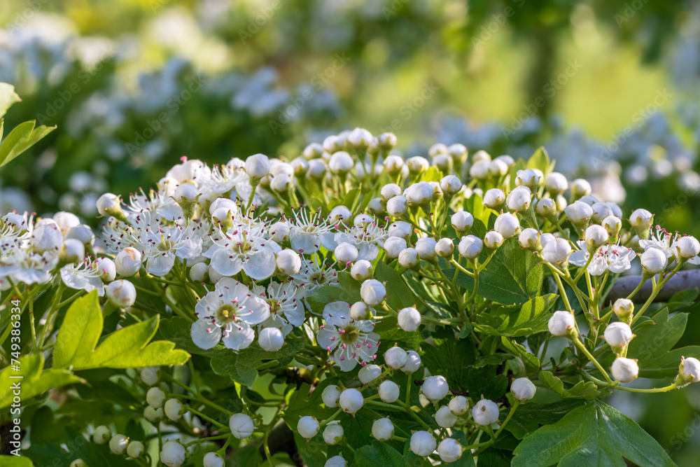 Blossom of Hawthorn Tree in spring. Crataegus monogyna. Close up of blossoming Hawthorn plant Blossom of Hawthorn Tree in spring. Crataegus monogyna. Close up of blossoming Hawthorn plant