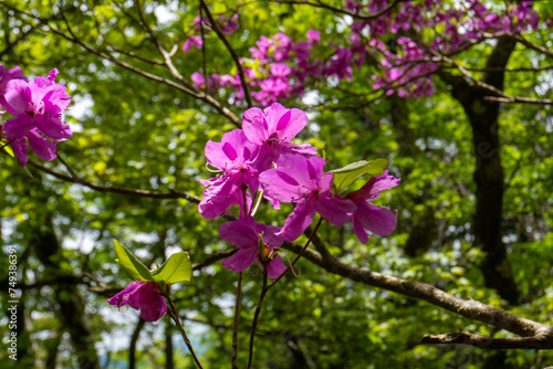 Wallpaper Mural Trail between Yakeyama and Hirugatake, Tanzawa area Torontodigital.ca