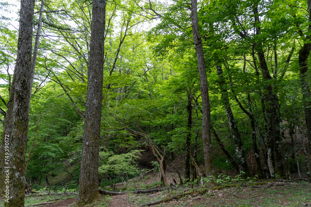 Obraz premium Trail between Yakeyama and Hirugatake, Tanzawa area