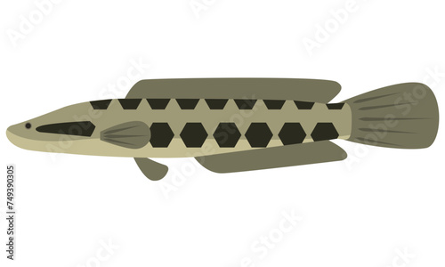 Illustration vector graphic of Snakehead fish Channa Argus on isolated white background. Flat design style