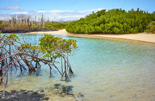 Landscape of the Galapagos Island with mangroves, Ecuador.