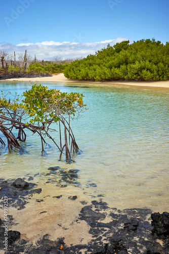 Landscape of the Galapagos Island with mangroves, Ecuador.