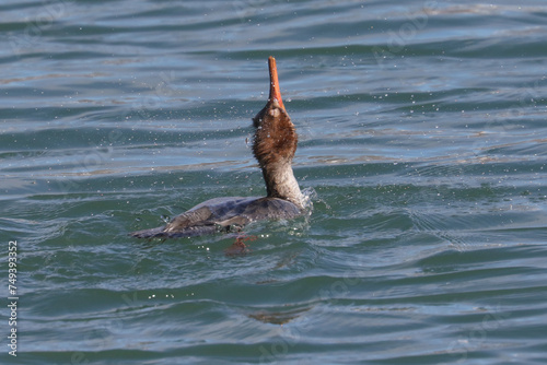 Female Merganser on the lake in late winter on a bright sunny day