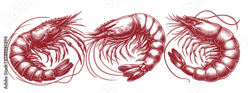 shrimp prawn seafood hand drawn line art Etchings photo