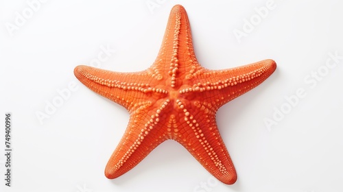 The caribbean starfish on a white background