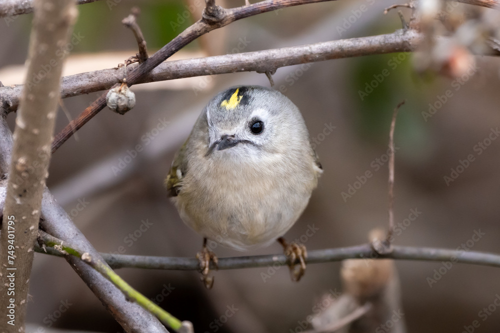 Obraz premium Goldcrest (Regulus regulus) resting on a branch.