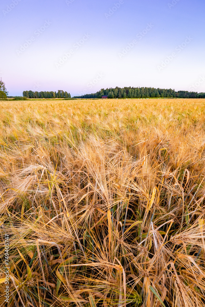 Fototapeta premium wheat field in the morning