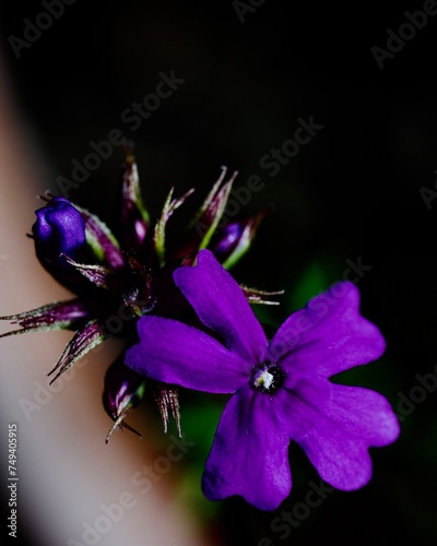 Fototapeta Naklejka Na Ścianę i Meble -  Macro of tiny purple flower