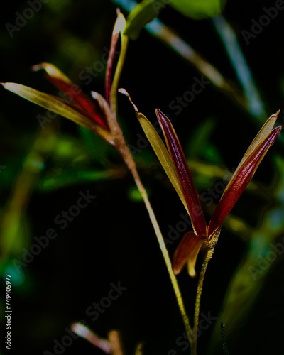 Background Texture from Florida Wildlife