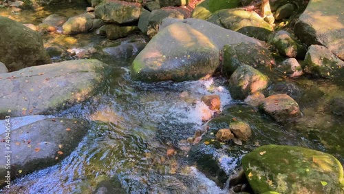 creak in the forest