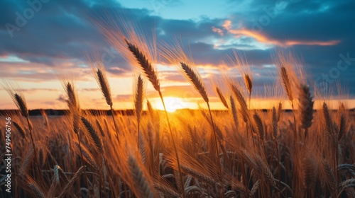 Golden hour sunrise over wheat field farm landscape with stunning nature scenery © Ksenia Belyaeva