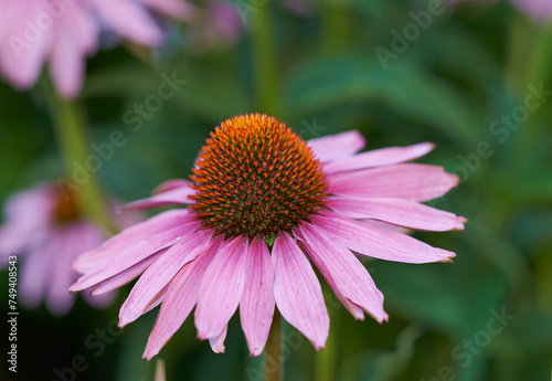 Coneflower, garden and plant for spring closeup, medicinal flower for fresh vegetation. Pollen and ecology or biodiversity or environmental sustainability, Echinacea purpurea for growth for earth day