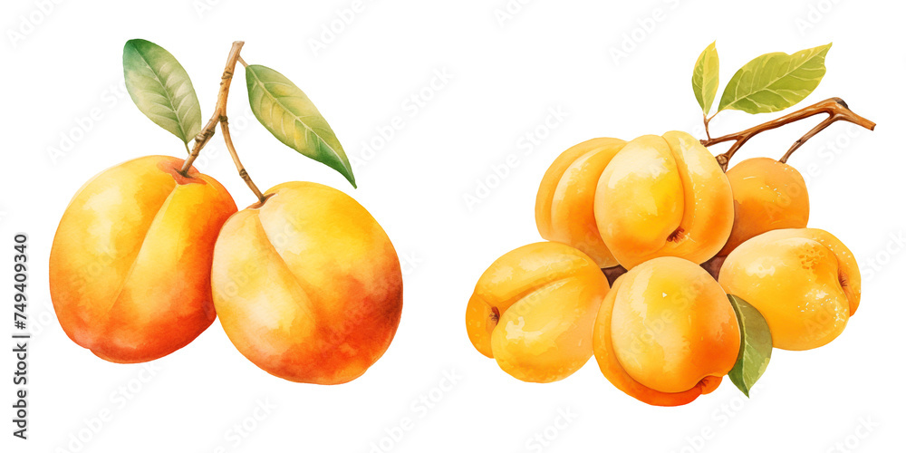 set of two apricot clipart watercolor illustration on transparent background, summer fruits set of two apricot clipart watercolor illustration on transparent background, summer fruits