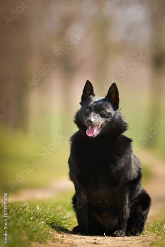 Young female of schipperke is sitting in grass. She has so nice face. She is so patient model.  © doda