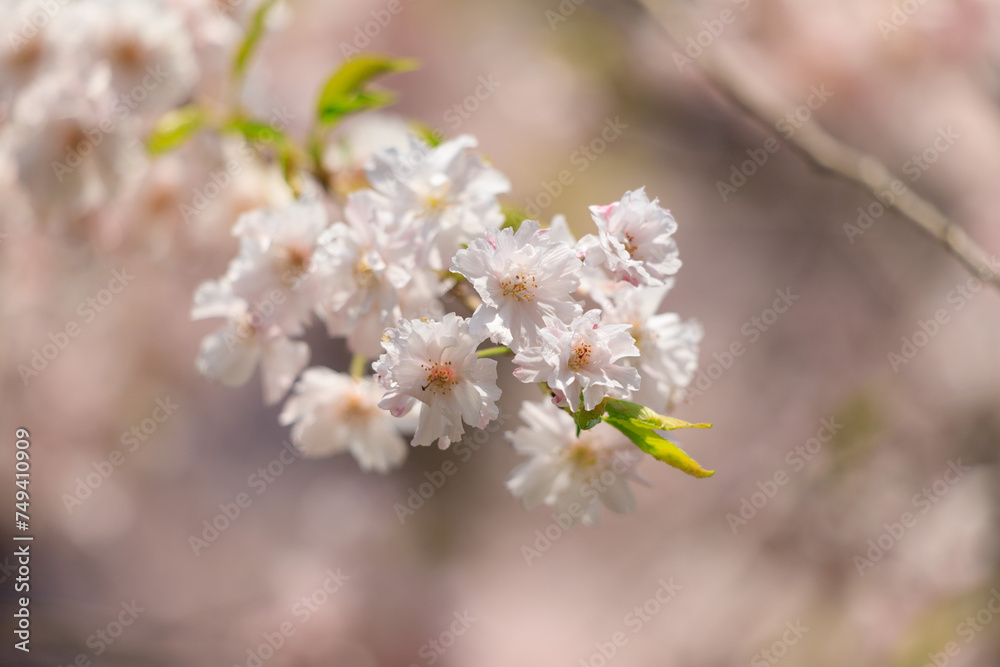 大宮公園の満開の桜