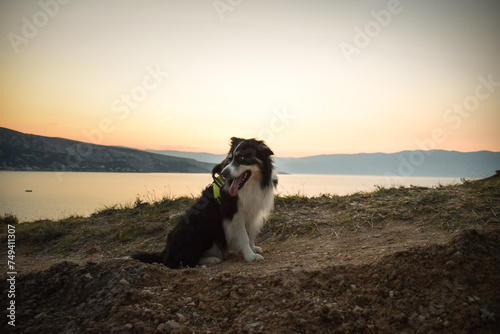 dog is sitting on stones in Croatian landscape. Dog standing above the sea. Beautiful view 