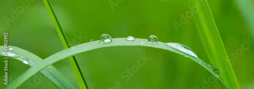 Obraz  z motywem Grass leaves with dew drops on natural green background for an eco project