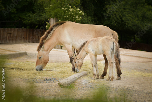 Przewalski's Horse is grazing in a zoo. Autumn day at the zoo © doda