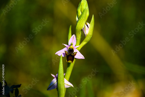 Orchid Apifera