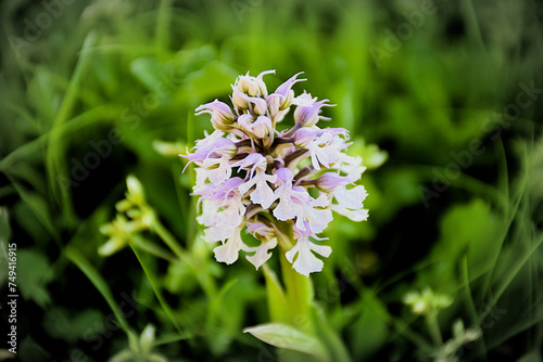 Neotinea conica