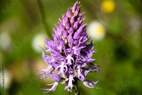Orchid italica 