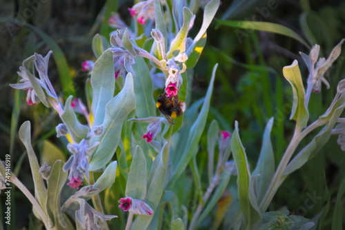 Bumblebee pollinating spring flowers